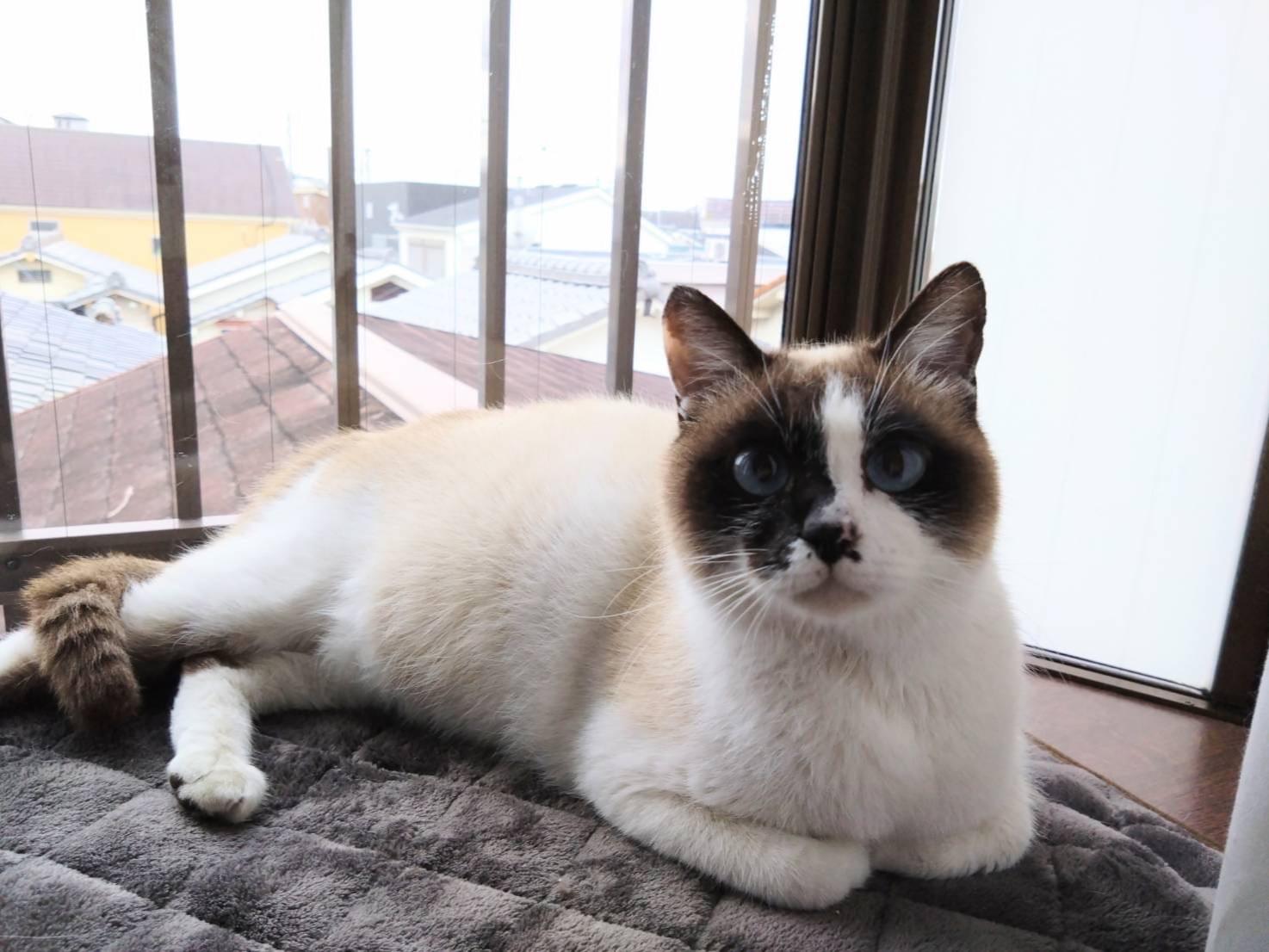 保護された猫 保護された猫
