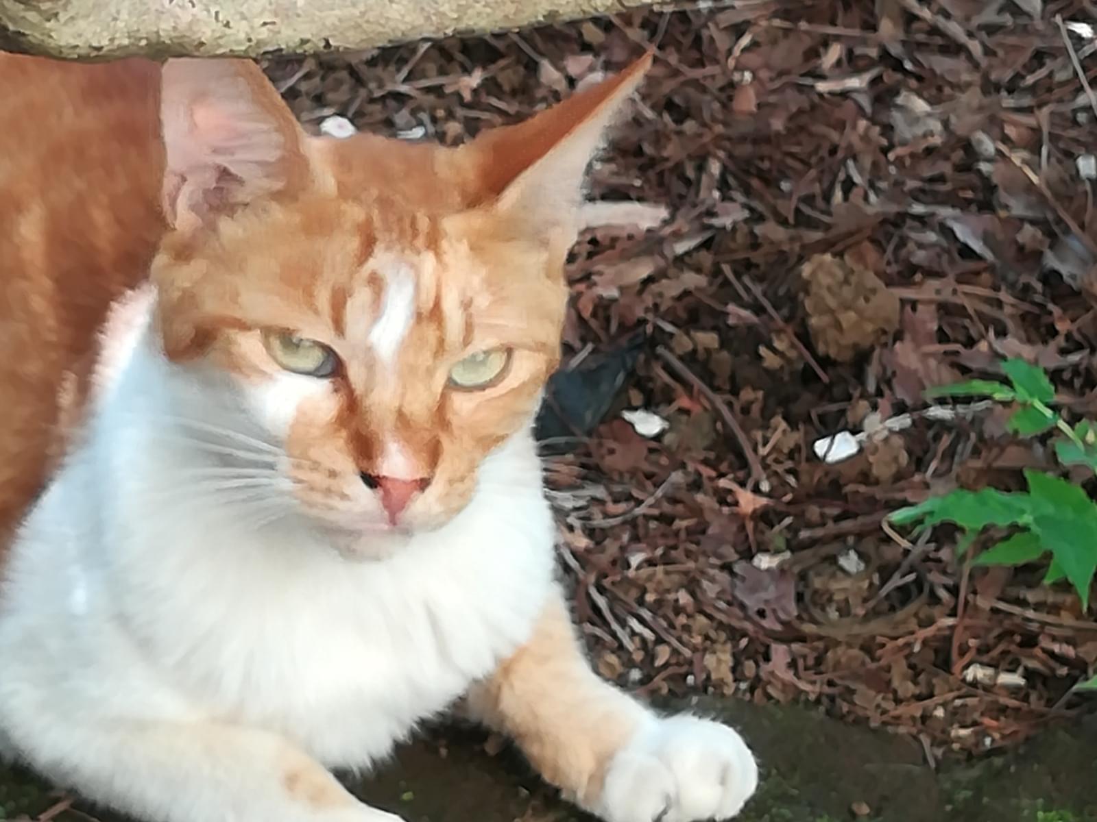 目撃された猫 目撃された猫