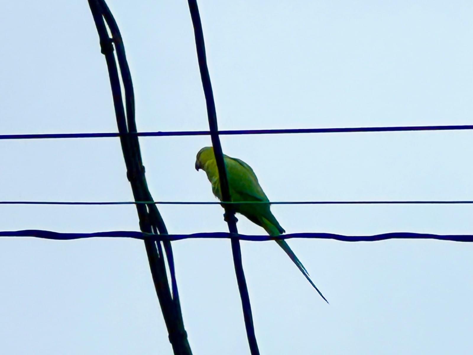 目撃された鳥 目撃された鳥