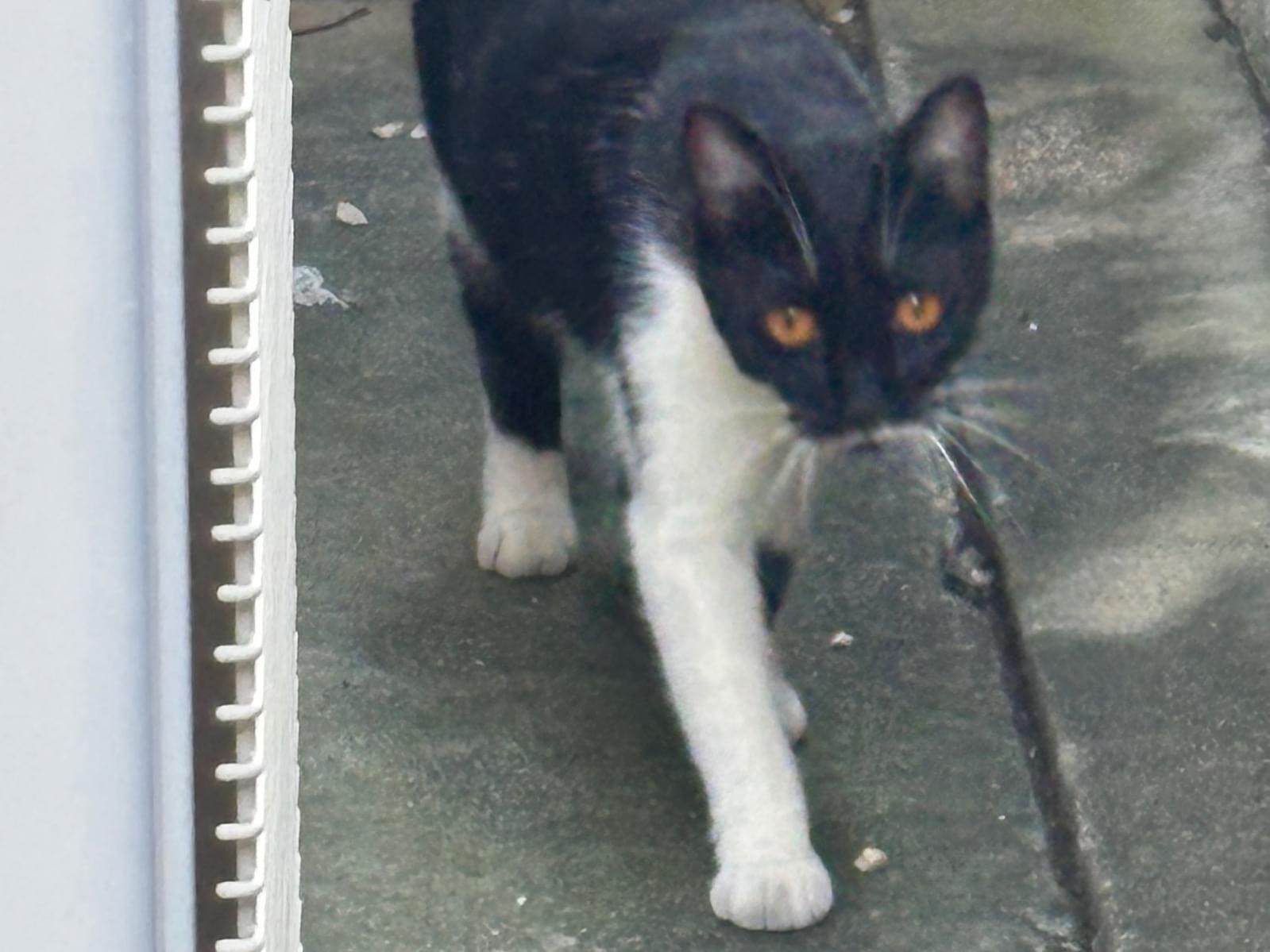 目撃された猫 目撃された猫