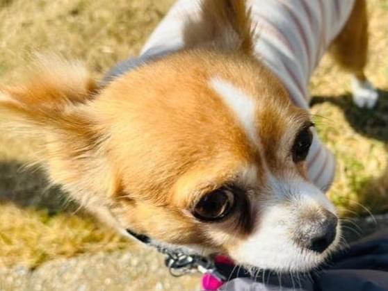 リリカちゃん リリカちゃん