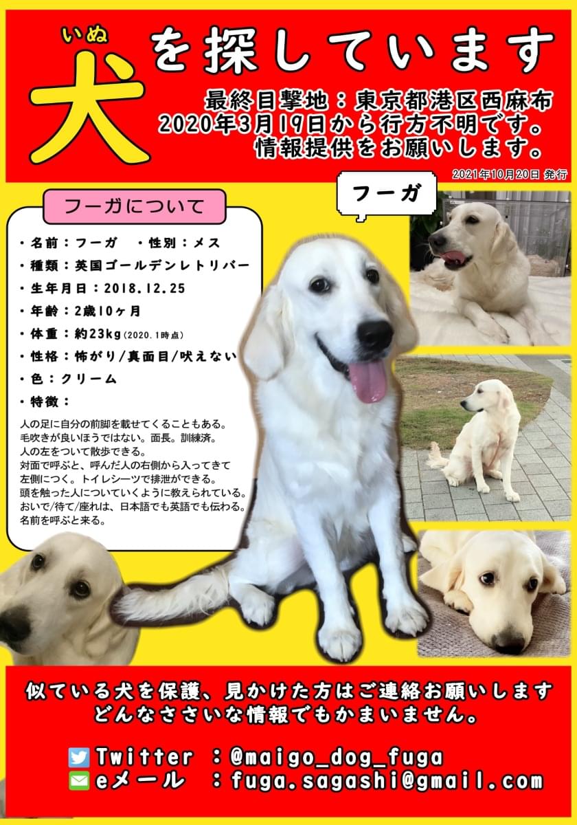 犬を探しています