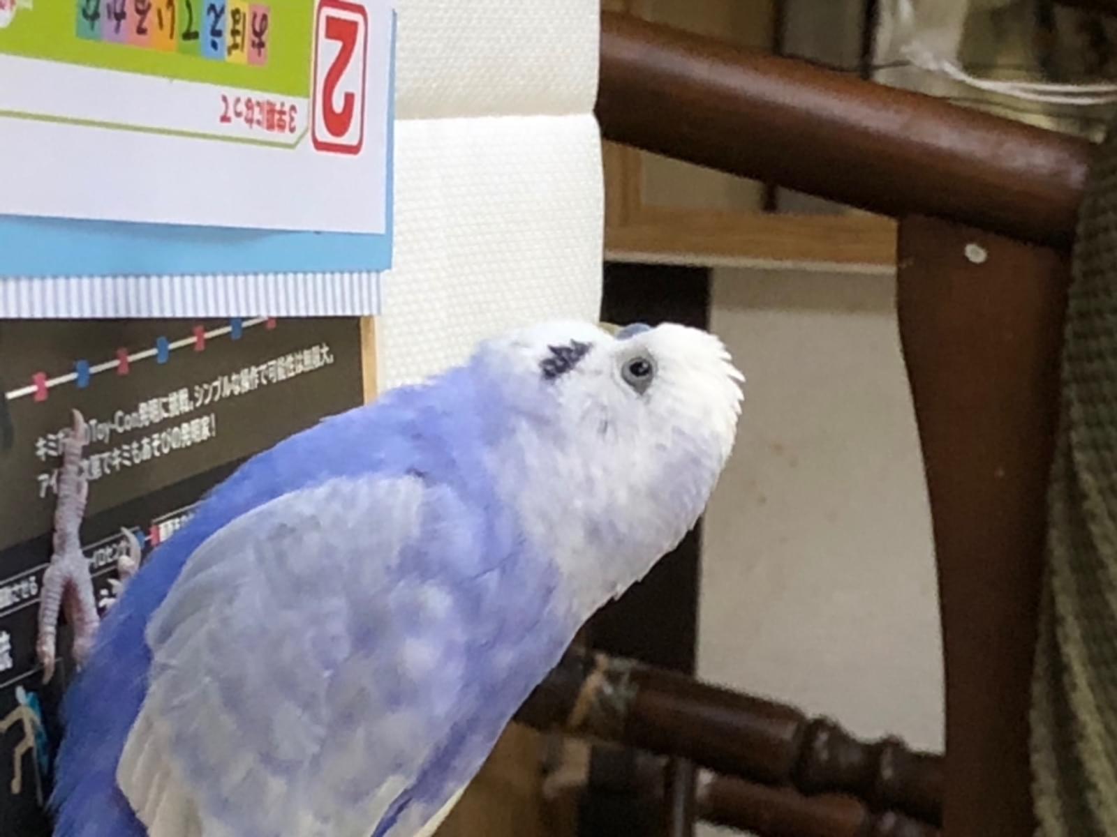 つゆちゃん つゆちゃん