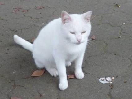 目撃された猫 目撃された猫