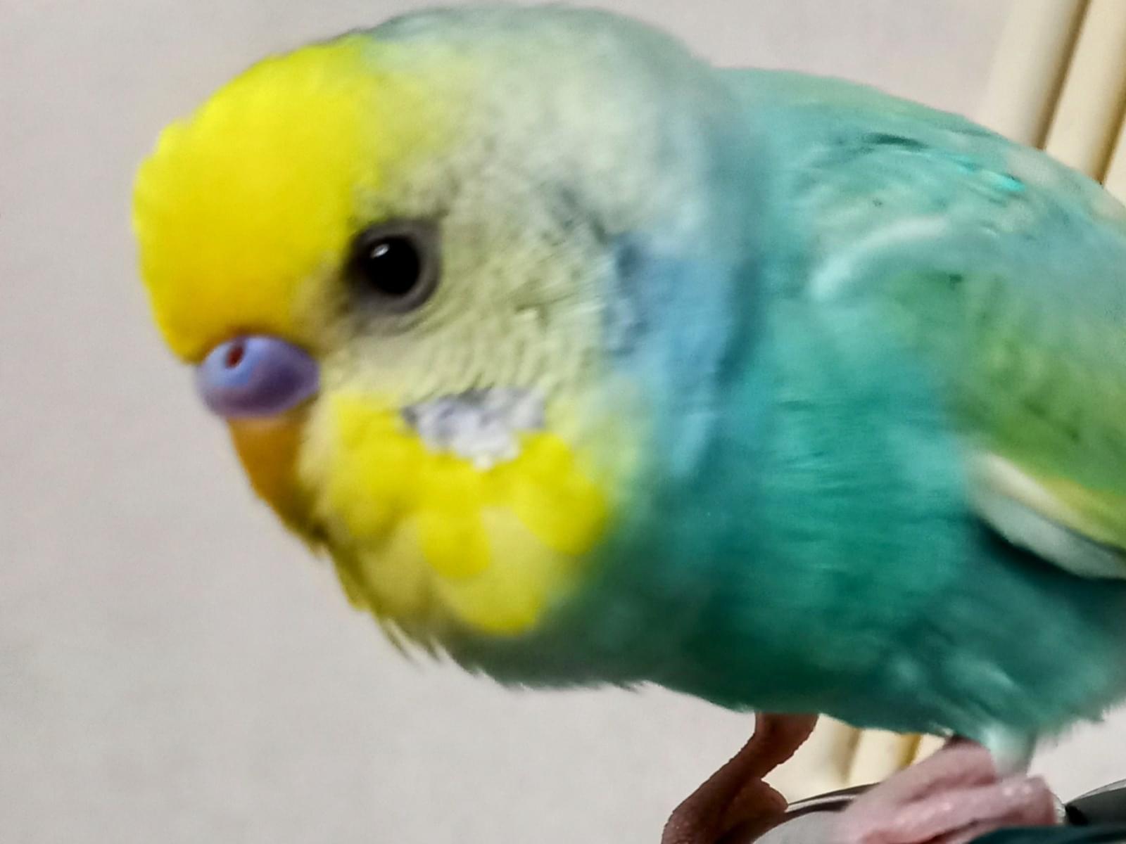 ピヨピヨちゃん ピヨピヨちゃん