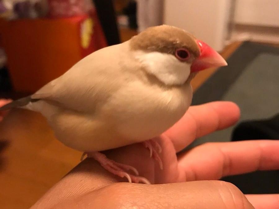 ニッキちゃん ニッキちゃん