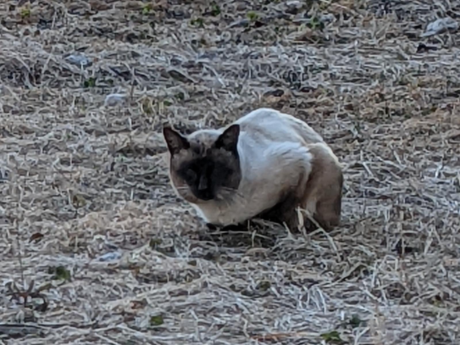 目撃された猫 目撃された猫