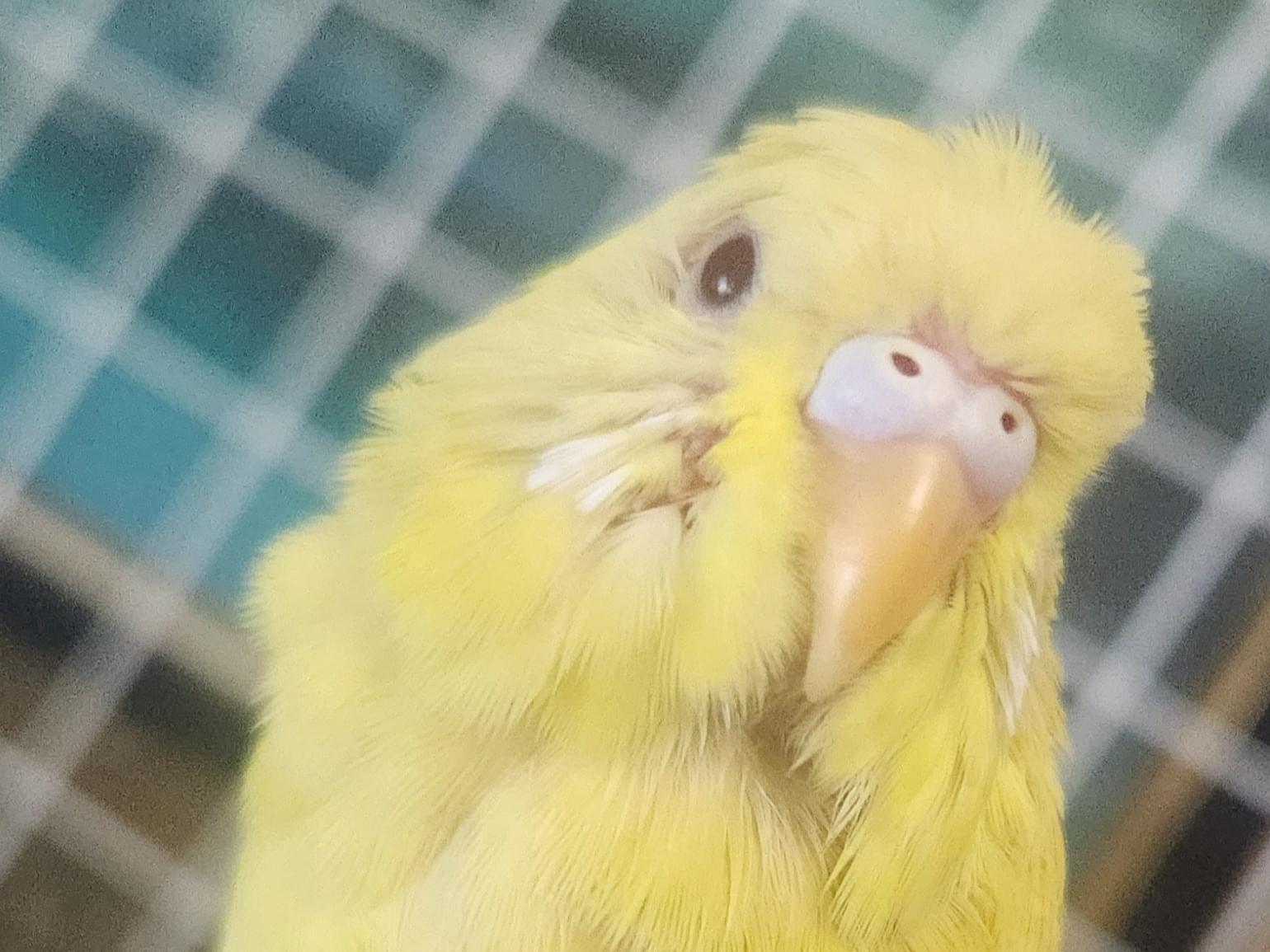 ラぺちゃん ラぺちゃん