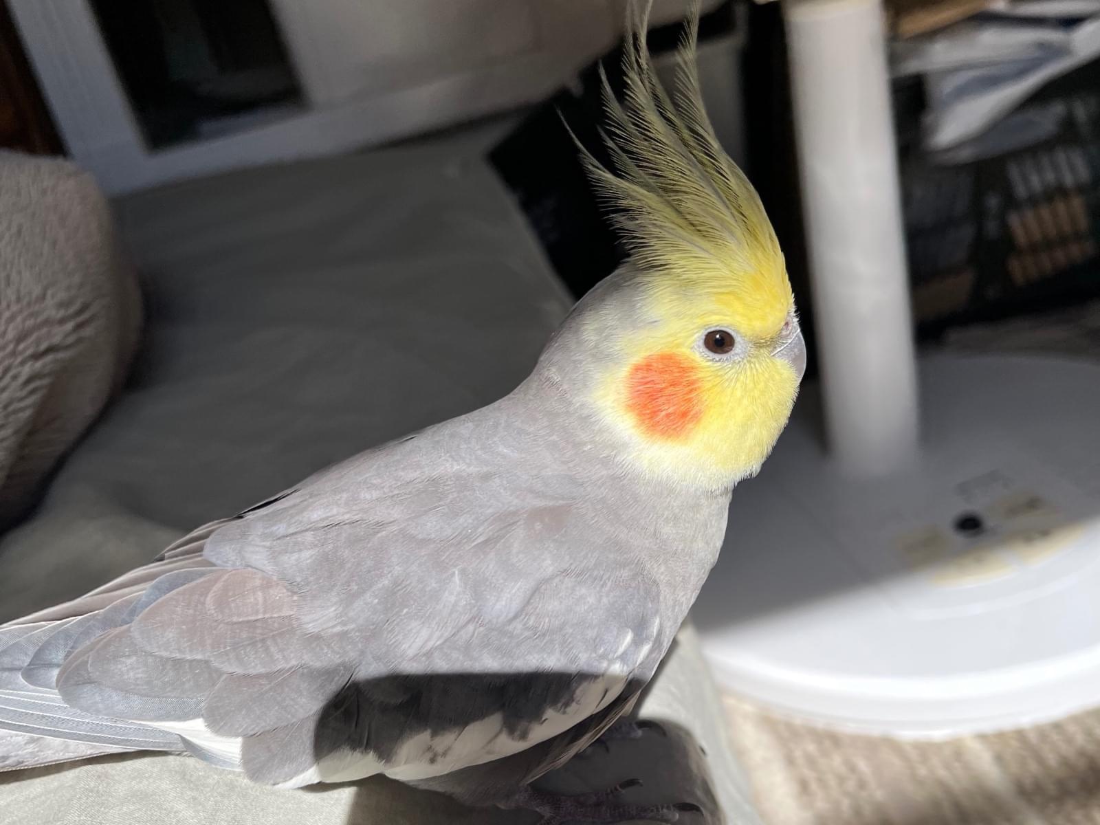 くぅちゃん
