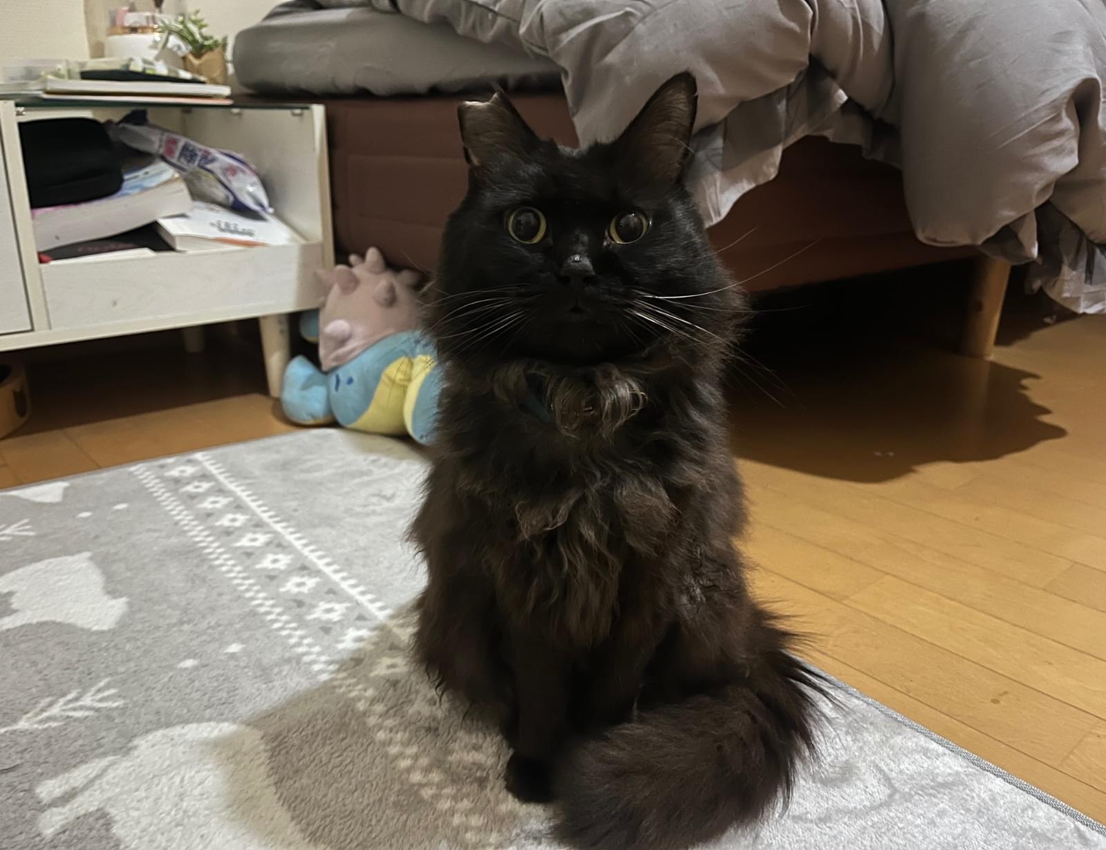 黒猫。 断捨離中出品 仔猫を拾ったので on X: 