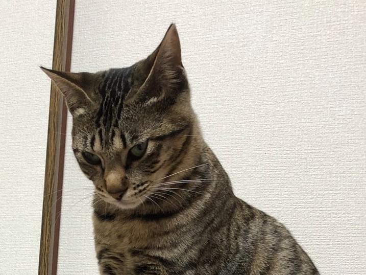 ナツちゃん ナツちゃん