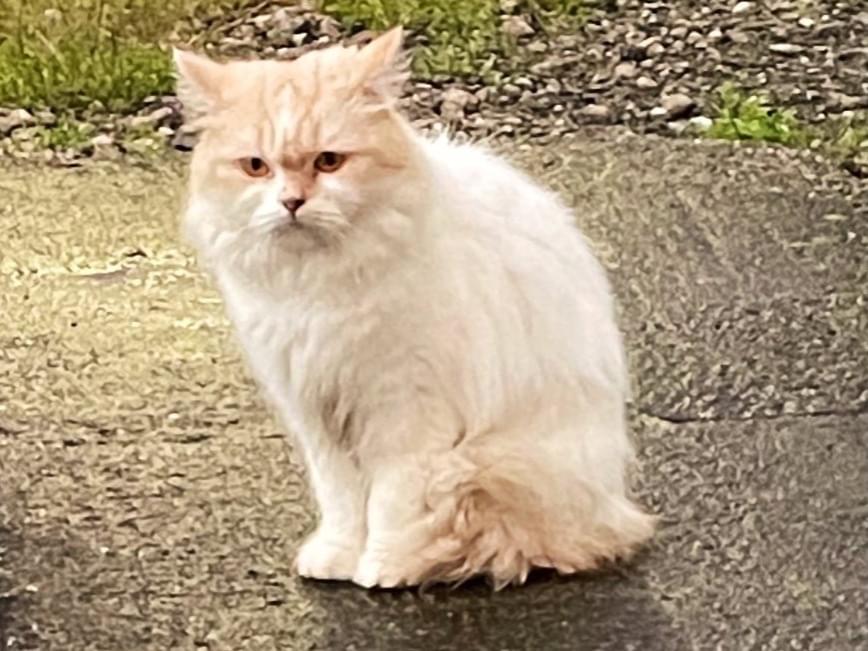 目撃された猫 目撃された猫