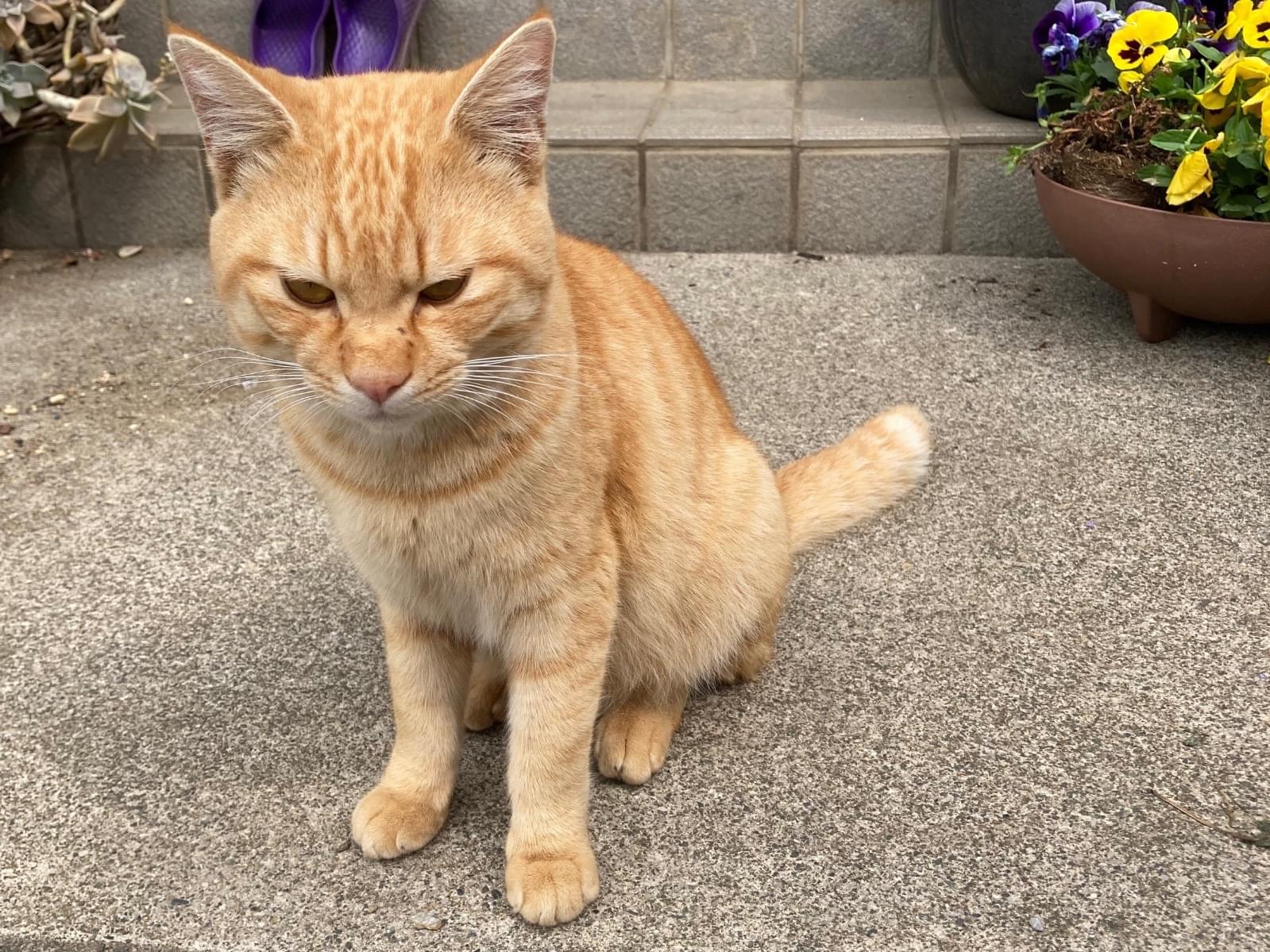 目撃された猫 目撃された猫
