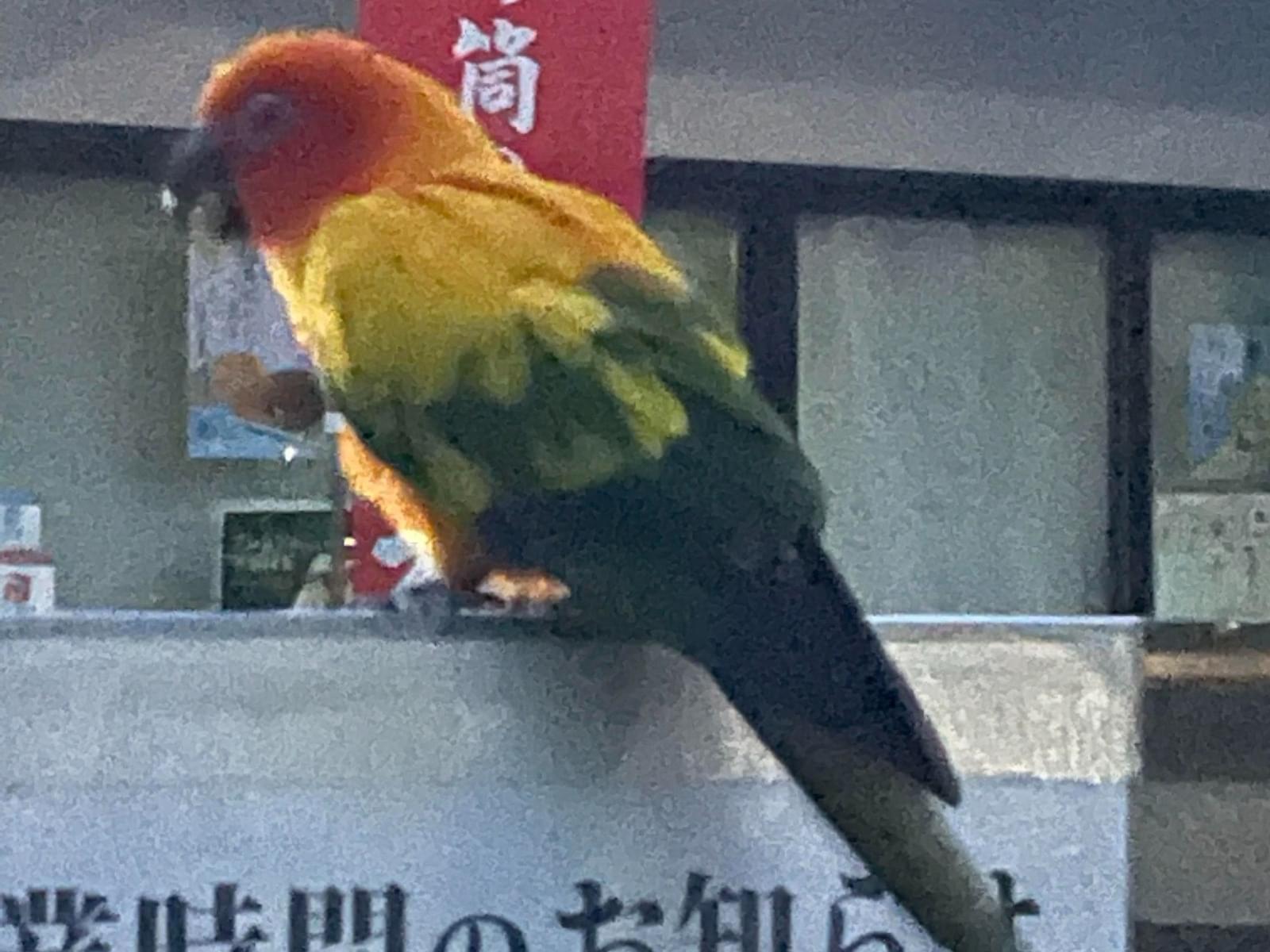 目撃された鳥 目撃された鳥