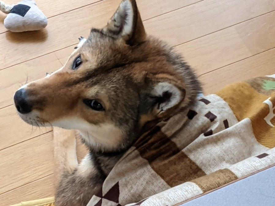 もみじちゃん もみじちゃん