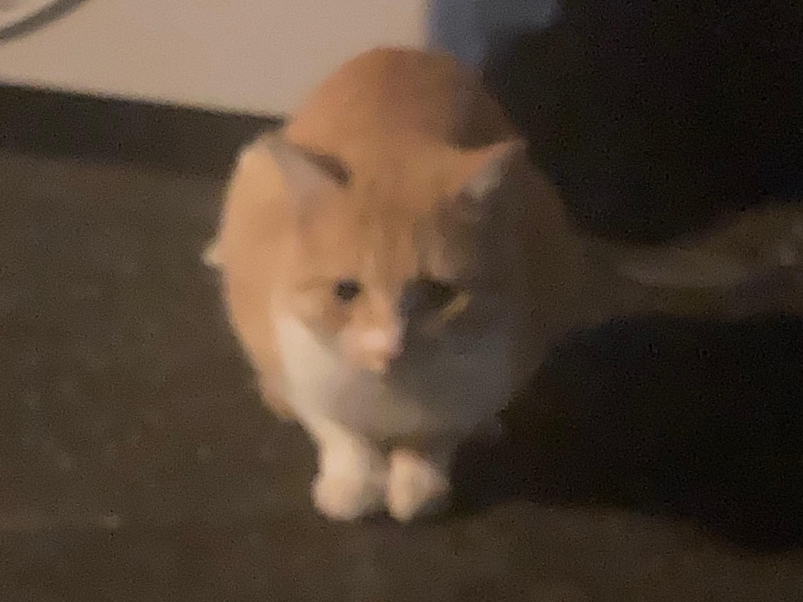 目撃された猫 目撃された猫