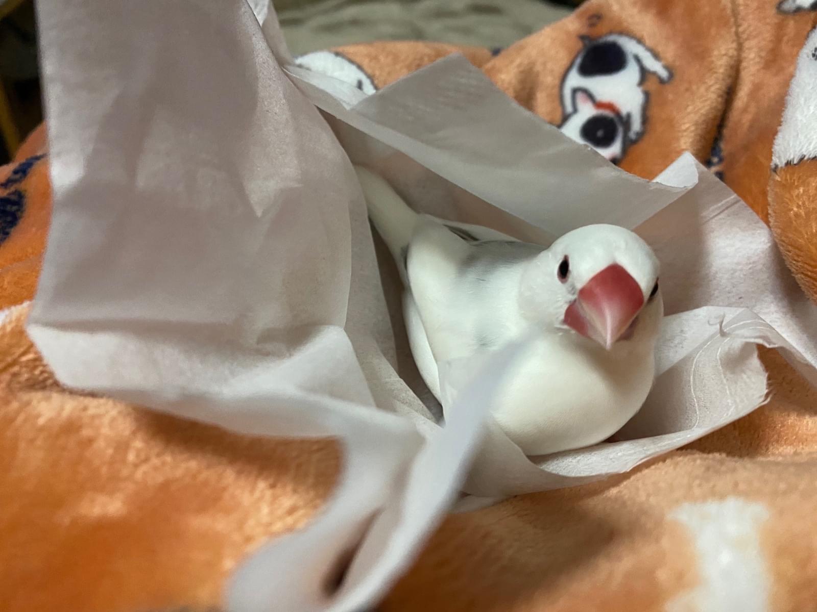 つんたちゃん つんたちゃん