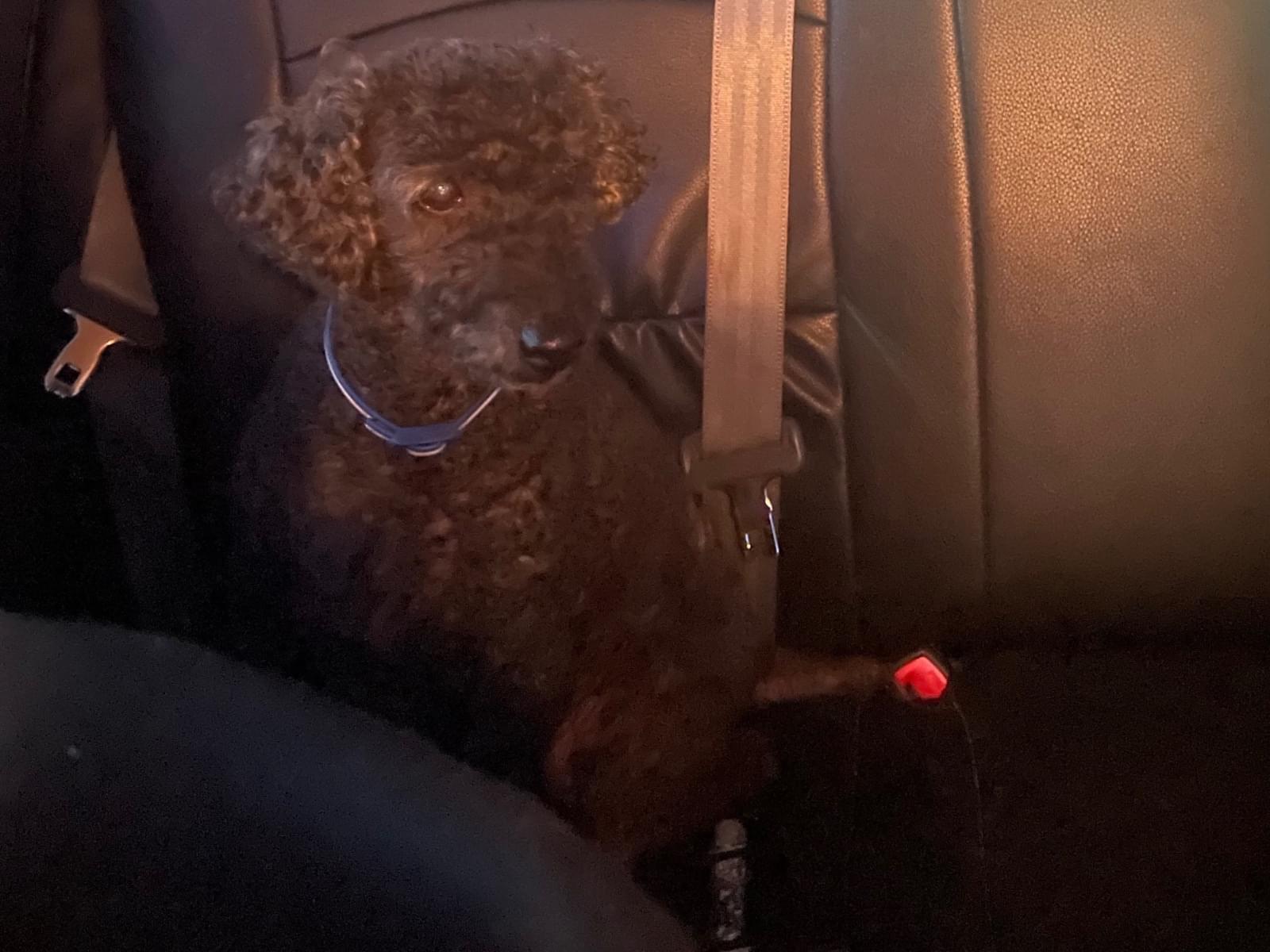 保護された犬 保護された犬