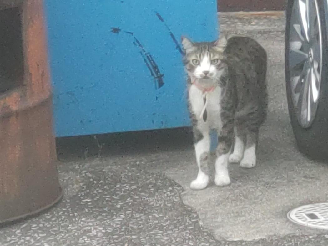 目撃された猫 目撃された猫
