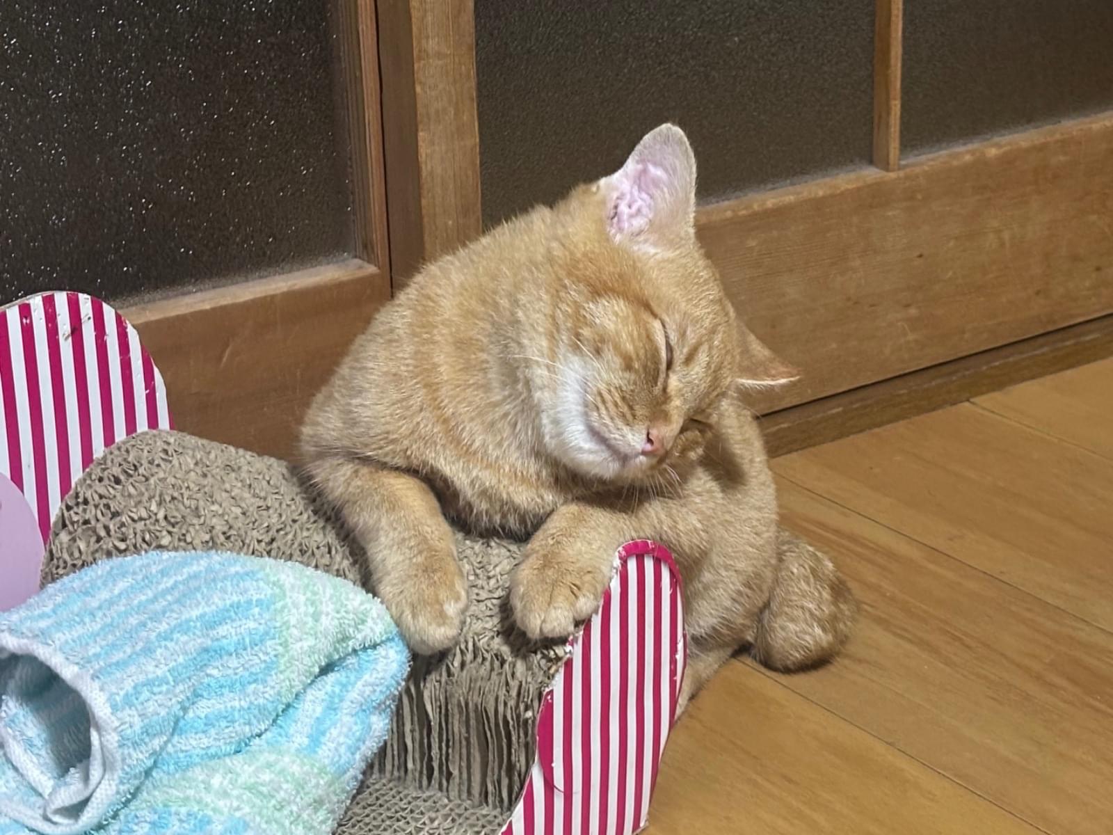 ちゃむちゃん ちゃむちゃん