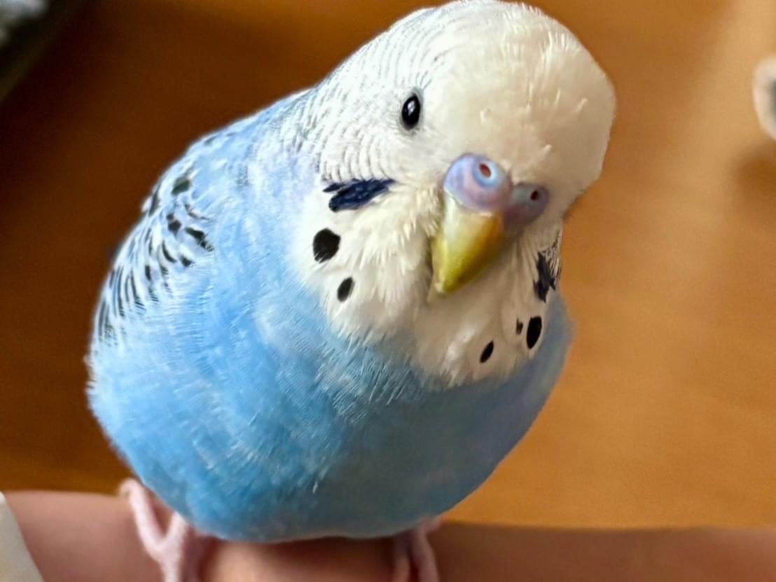 ピーちゃん ピーちゃん