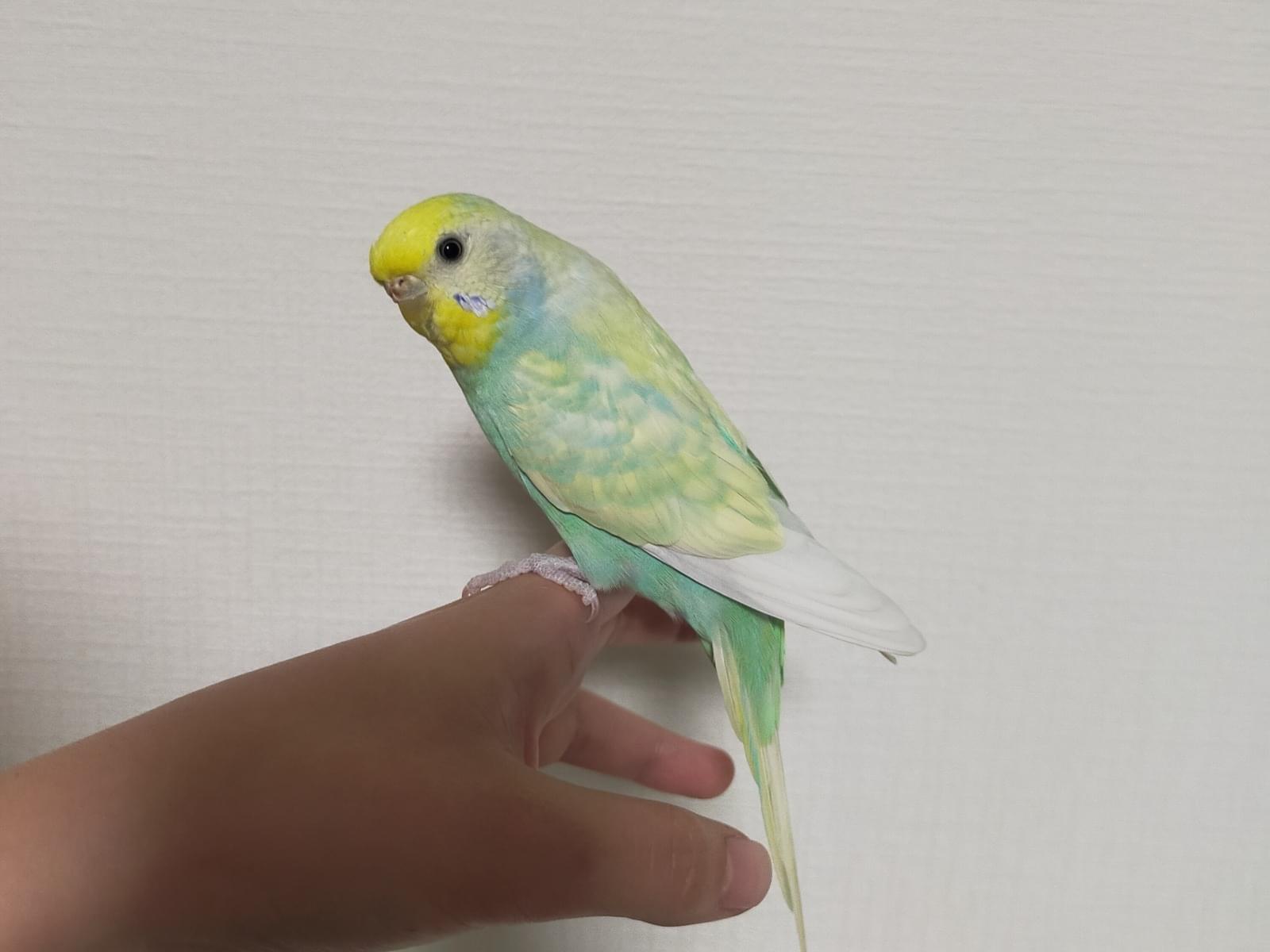 リリーちゃん リリーちゃん
