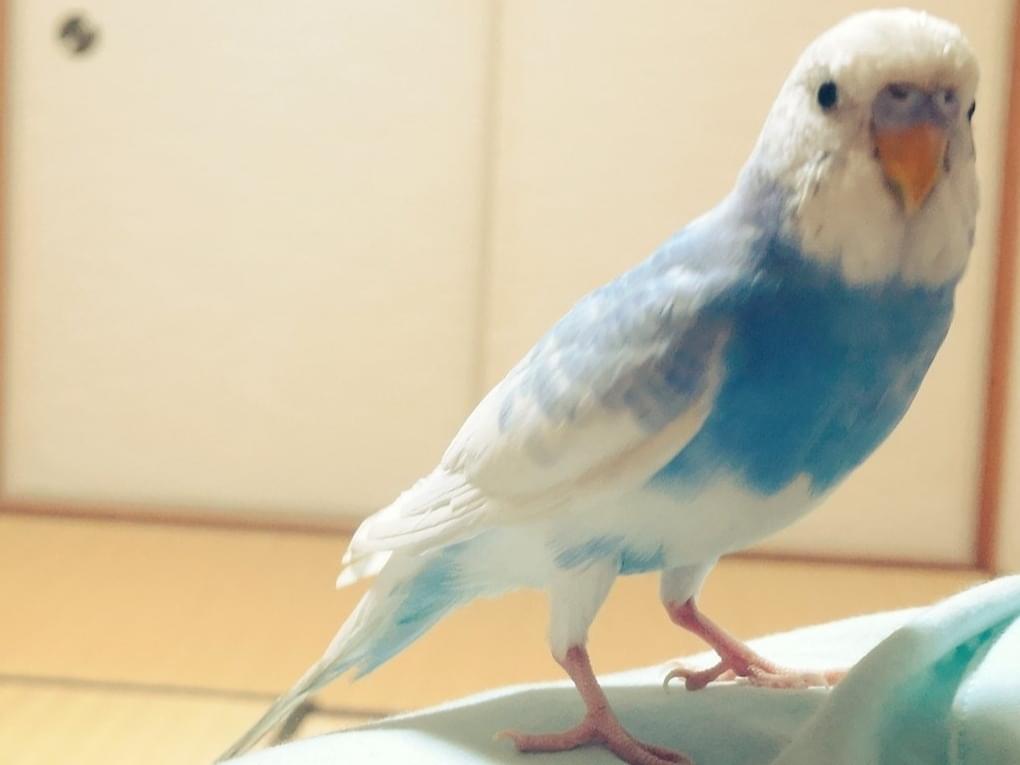保護された鳥 保護された鳥