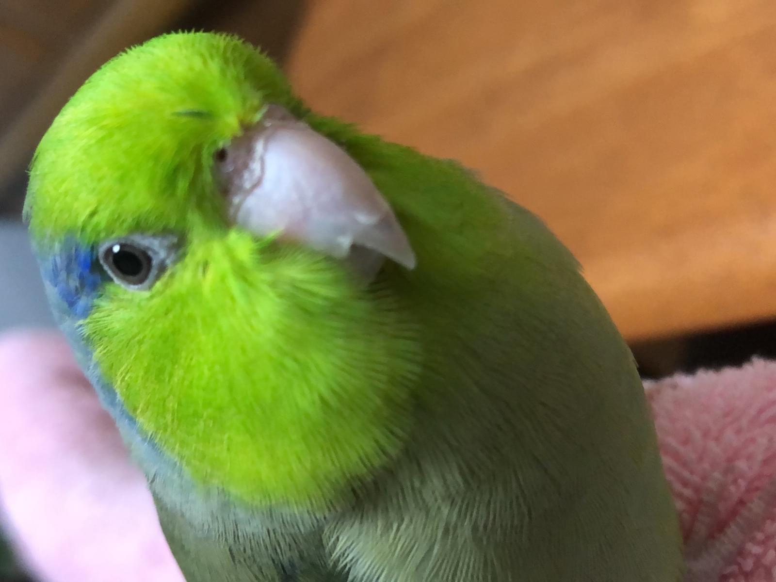 わさびちゃん わさびちゃん
