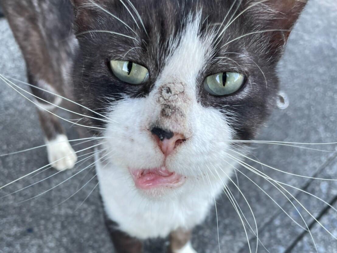 目撃された猫 目撃された猫