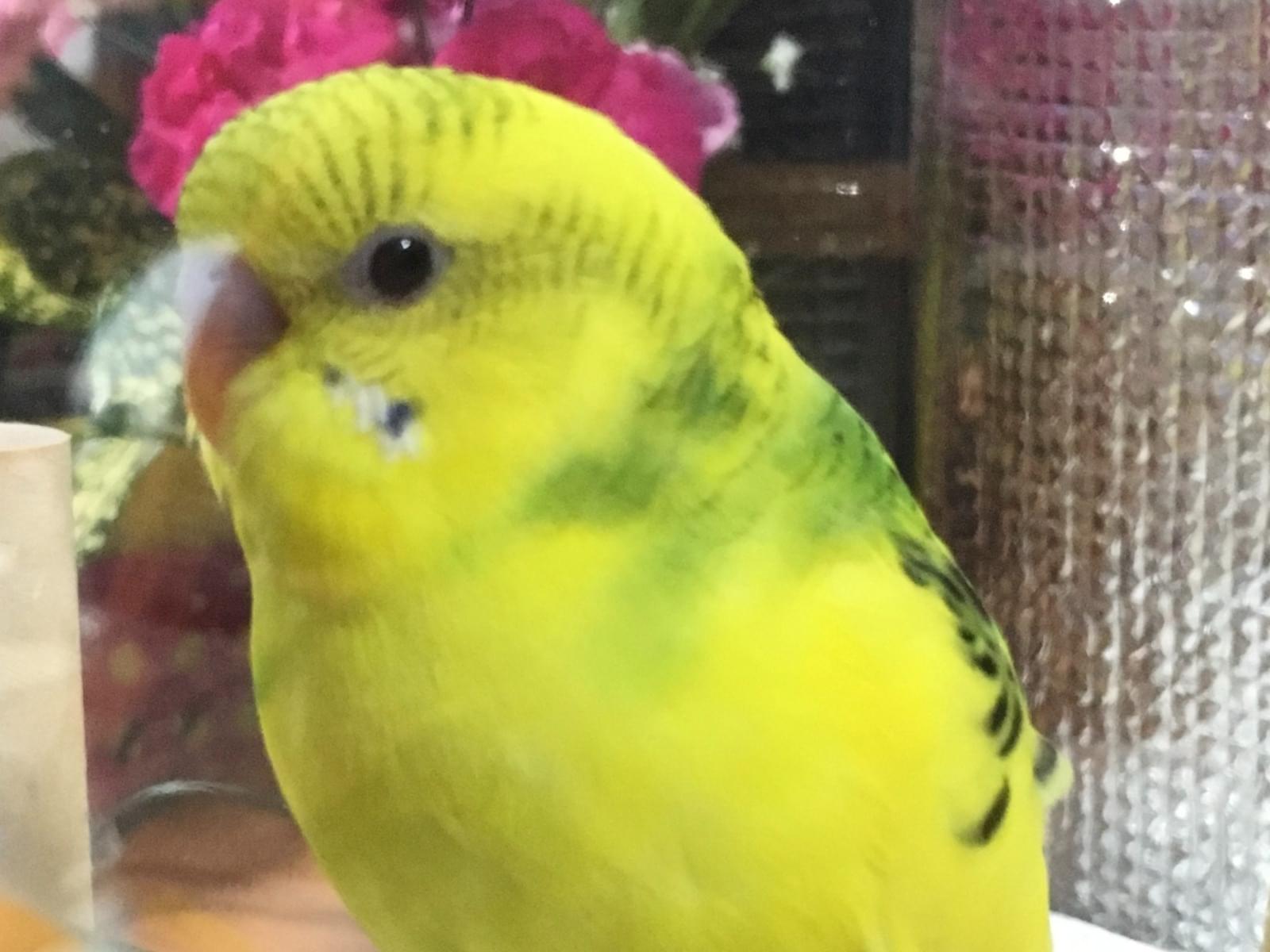 ルーナちゃん ルーナちゃん