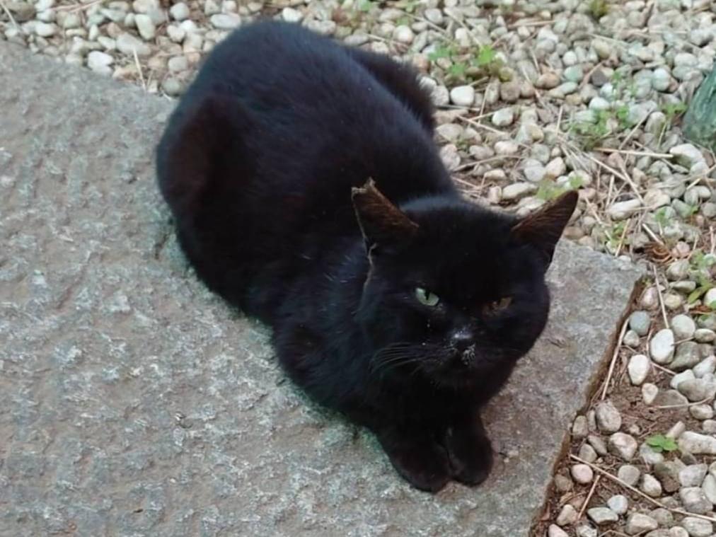 黒猫ちゃん 黒猫ちゃん