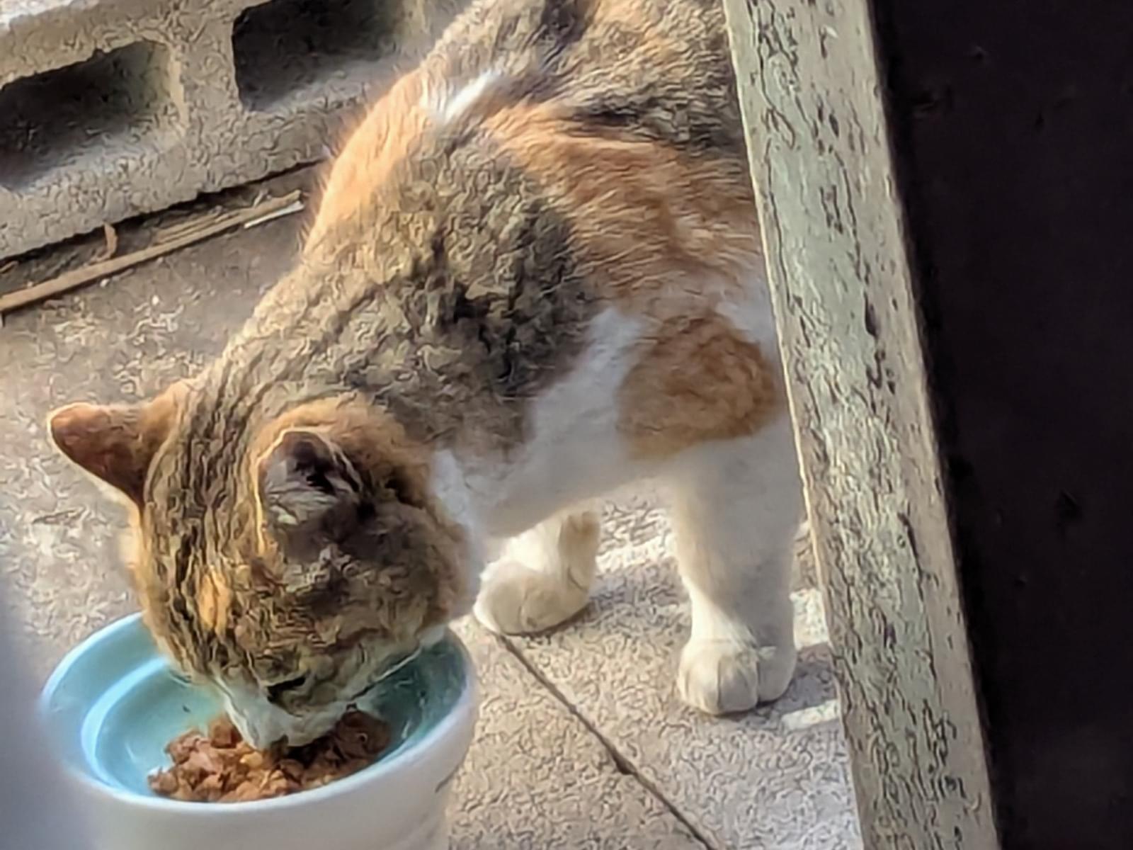 ミケちゃん ミケちゃん