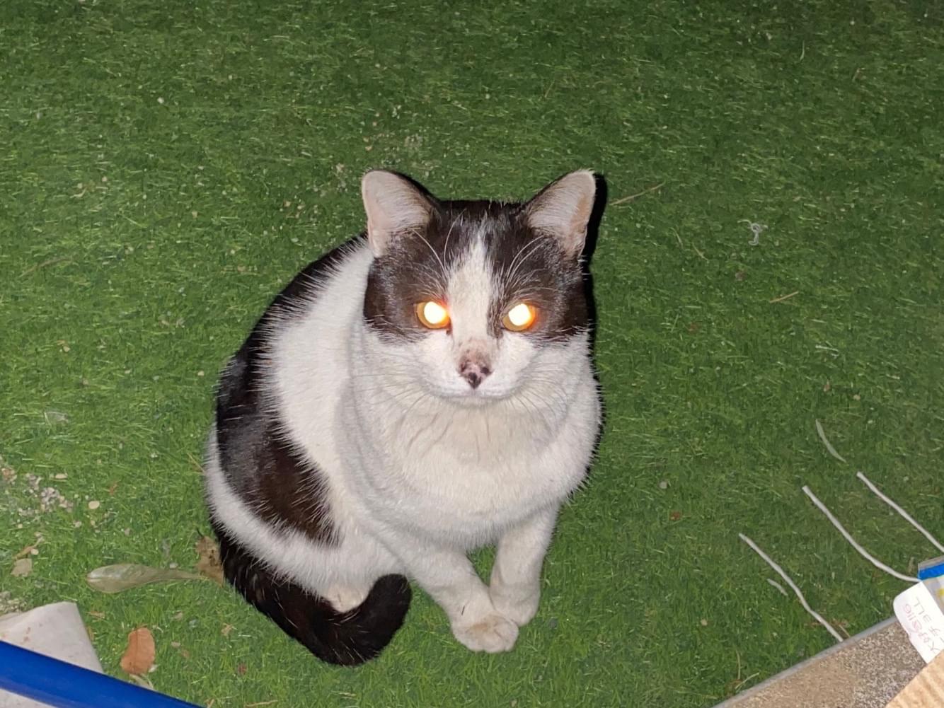 目撃された猫 目撃された猫