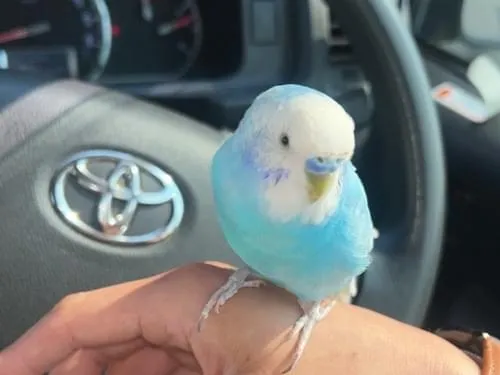 インコちゃん保護されてます