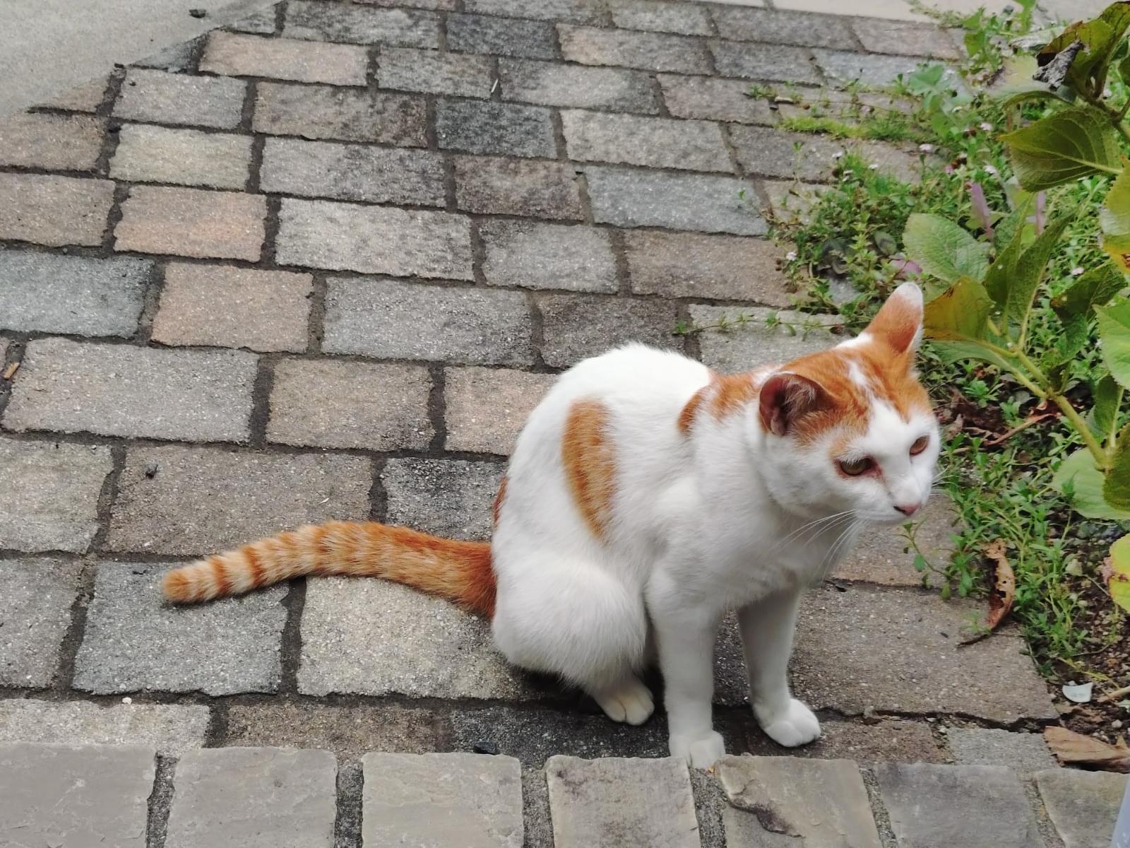 目撃された猫 目撃された猫