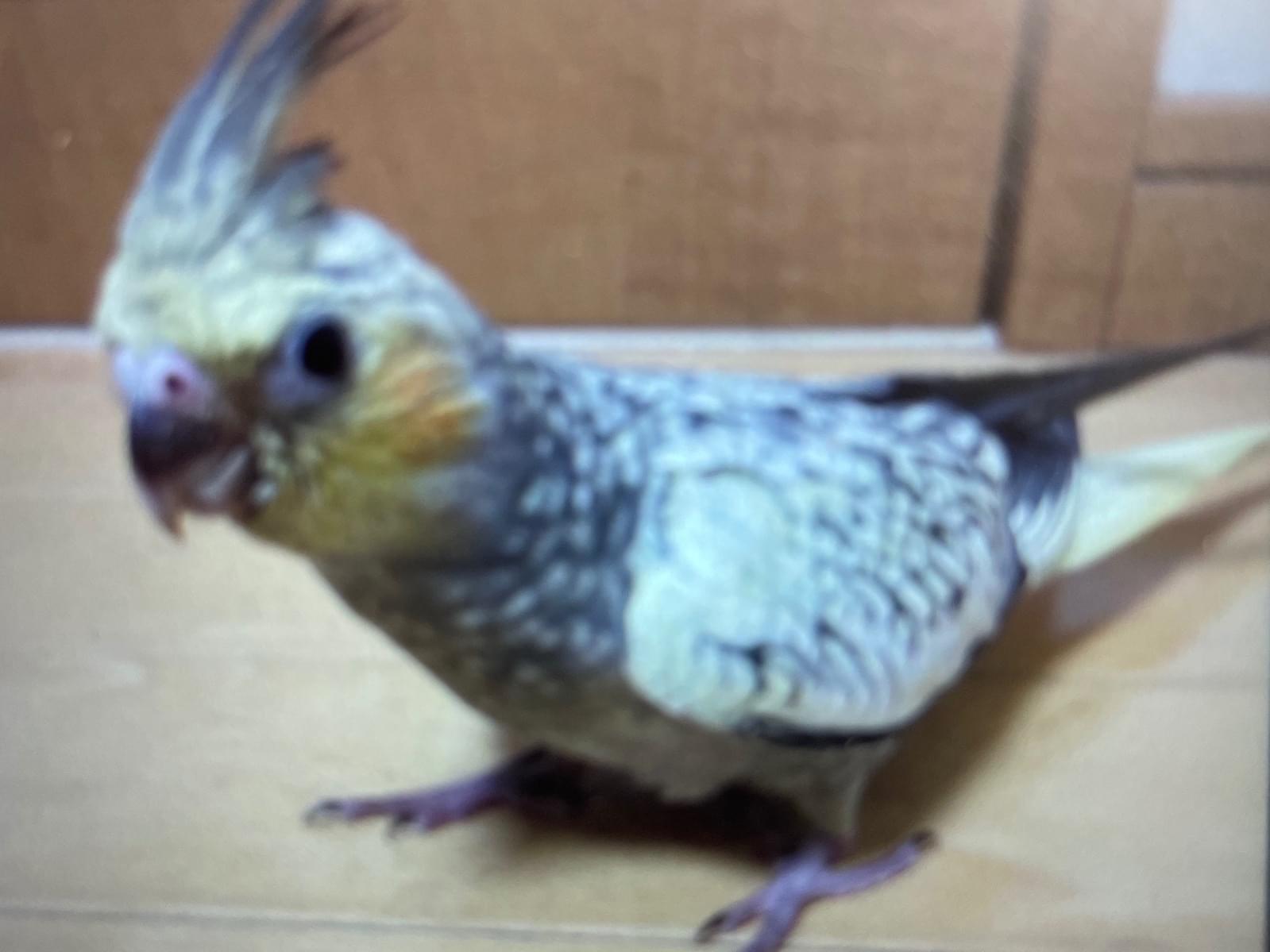 ルーちゃん ルーちゃん