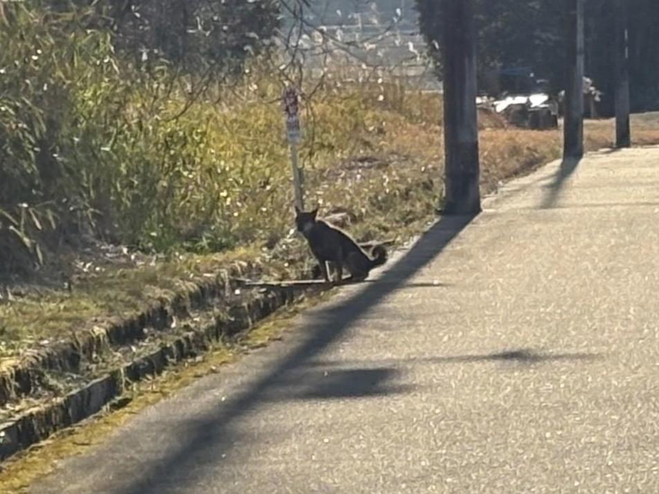 目撃された犬 目撃された犬