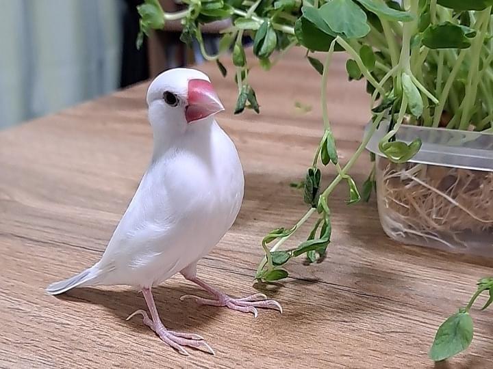 しらたまちゃん