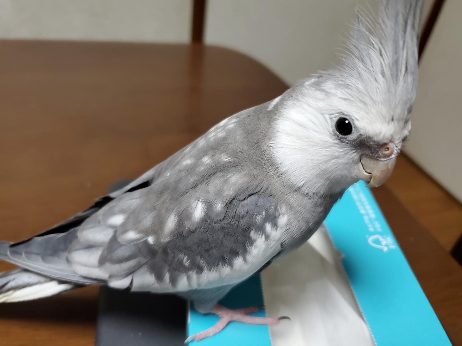 はーちゃん はーちゃん