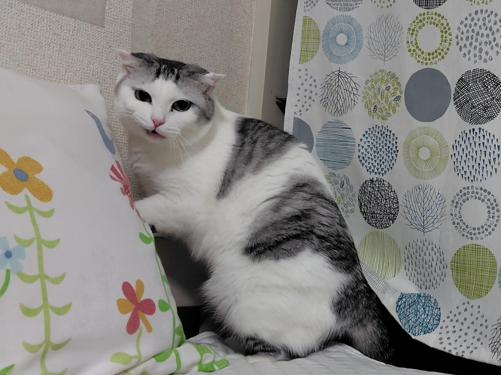 もえぎちゃん もえぎちゃん