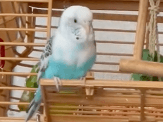 セキセイインコちゃん セキセイインコちゃん