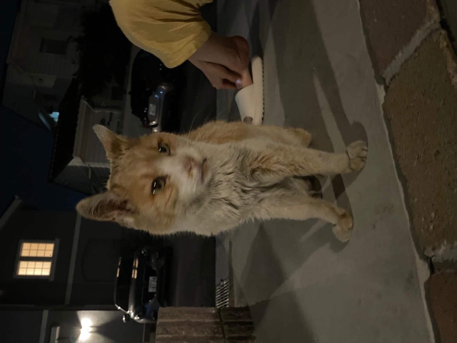 目撃された猫 目撃された猫