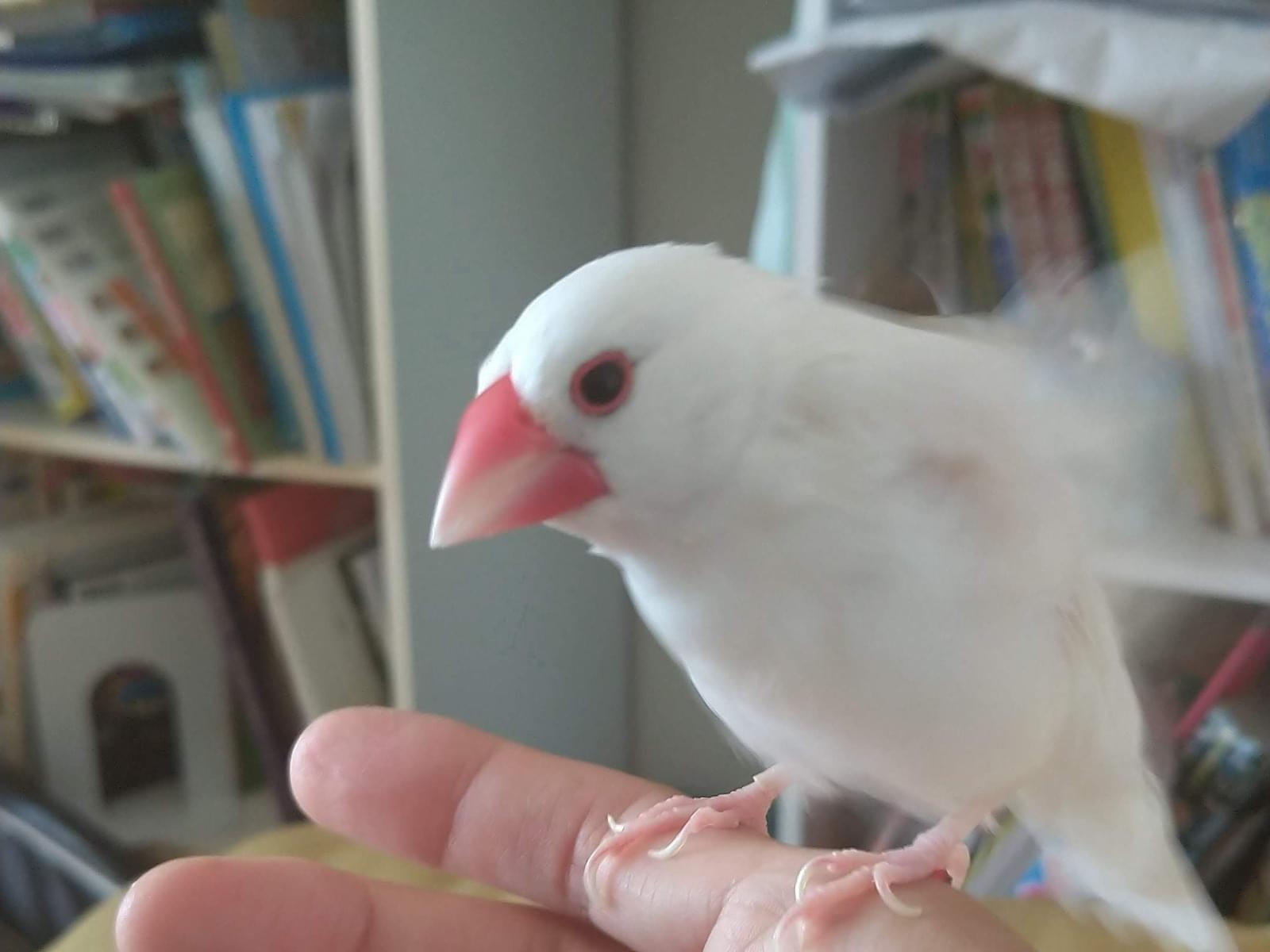 サクラちゃん サクラちゃん