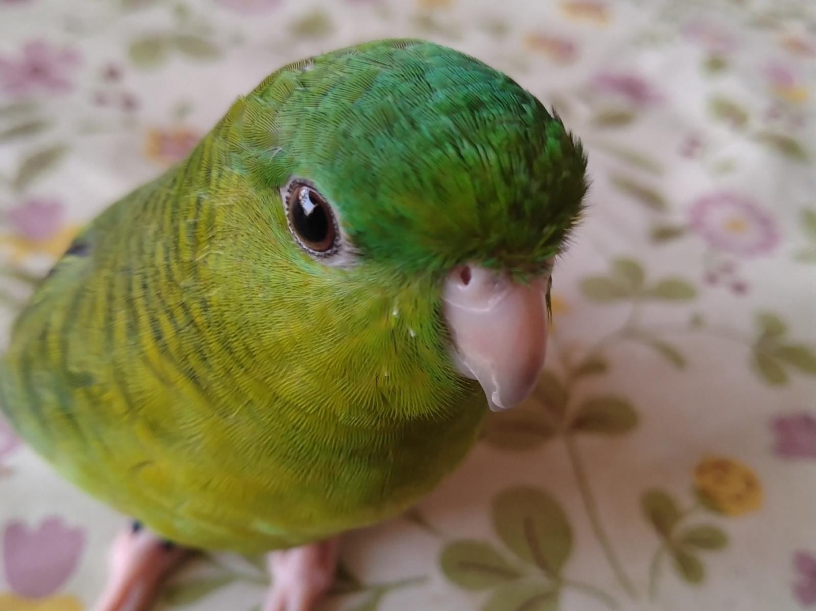 ジュニアちゃん ジュニアちゃん