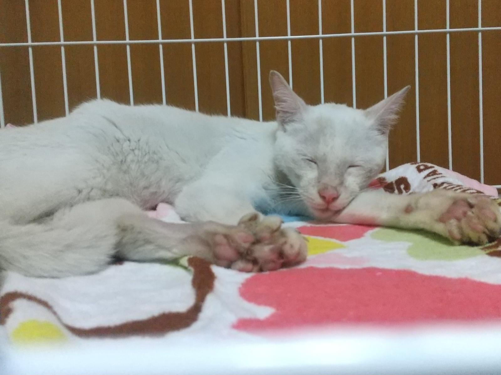 保護された猫 保護された猫