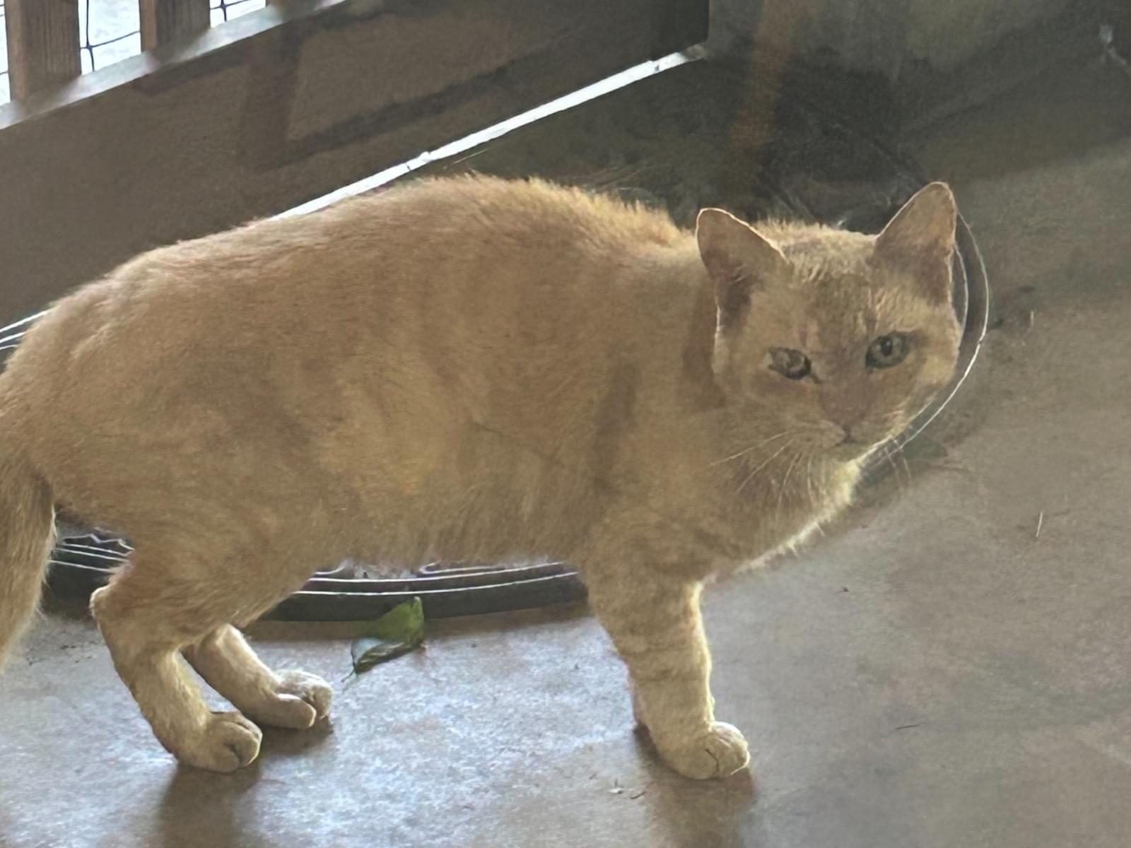 目撃された猫