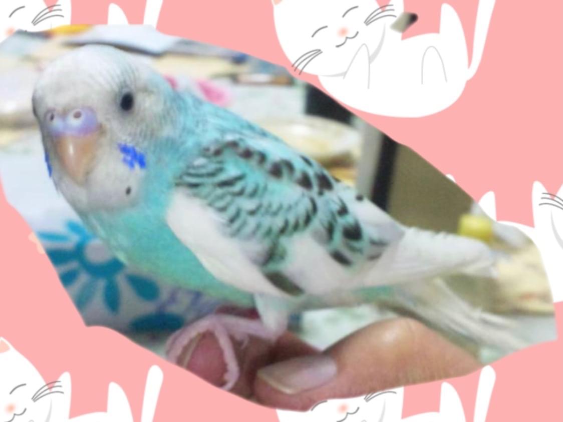 クウちゃん クウちゃん