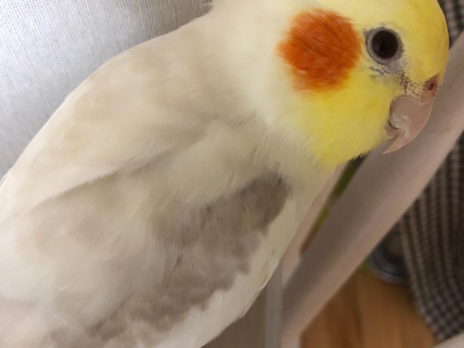 ココちゃん ココちゃん
