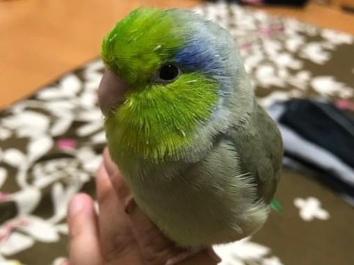 トキちゃん トキちゃん