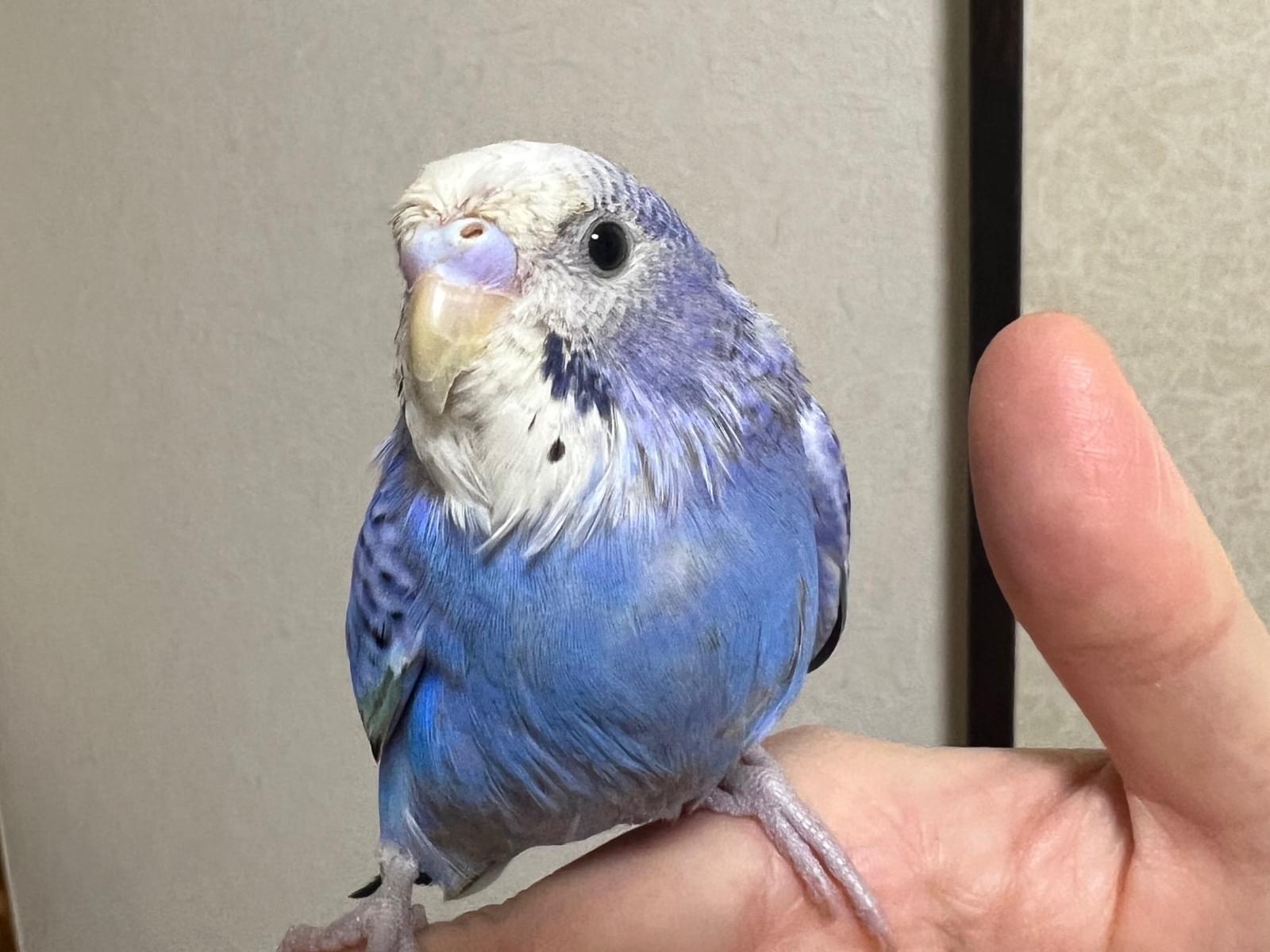 保護された鳥 保護された鳥